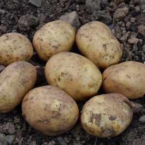 Potato Colleen