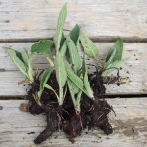 Comfrey Root Cuttings