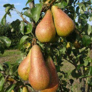 PEAR TREES
