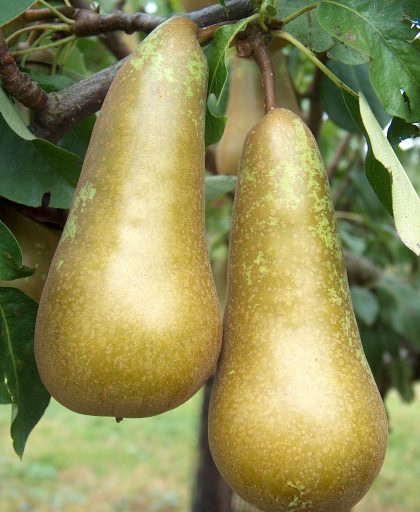 Conference