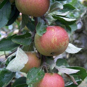 Fruit Trees