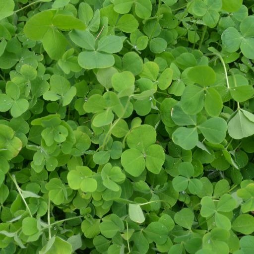 Crimson Clover