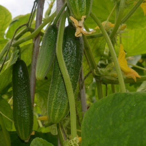Cucumber Hokus