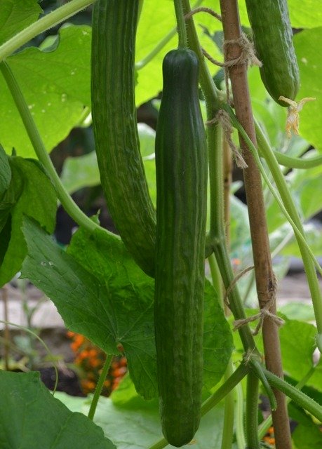 Cucumber Kalunga F1