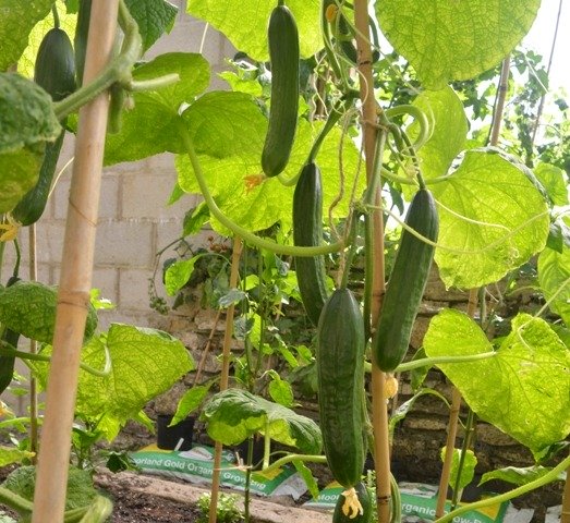 Cucumber Passandra F1