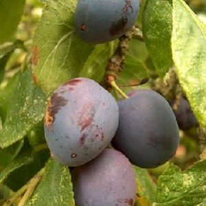 Plum Czar