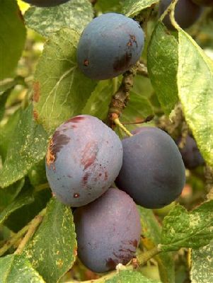 Plum Czar