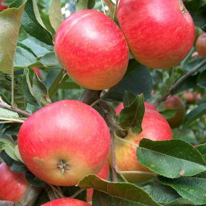 Apple Discovery