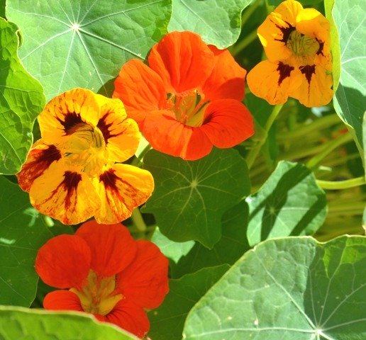 Nasturtium Dwarf Mix