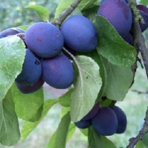 Plum Early Prolific