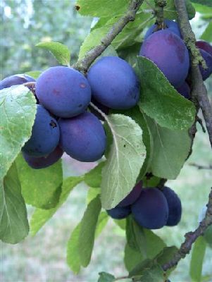 Plum Early Prolific