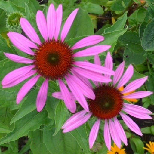 Echinacea