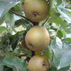 Apple Egremont Russet