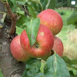 Apple Ellisons Orange