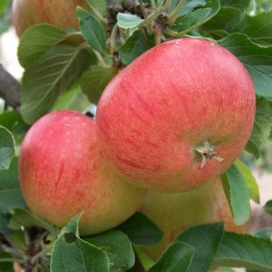 DESSERT APPLE TREES