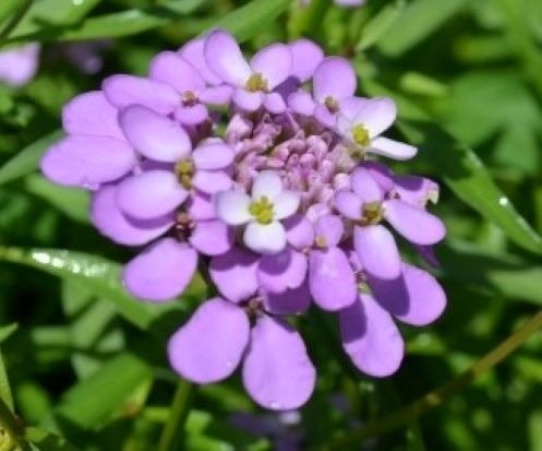 Flower Candytuft