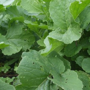 Fodder Radish