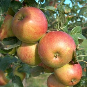 Apple Fortune
