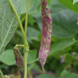 rench Dwarf Bean Barlotto Di Fuoco