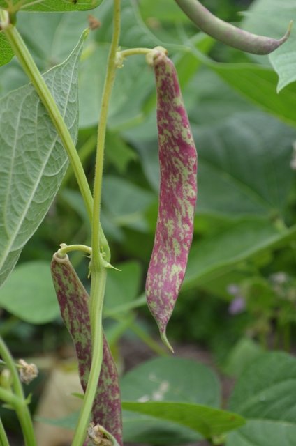 rench Dwarf Bean Barlotto Di Fuoco