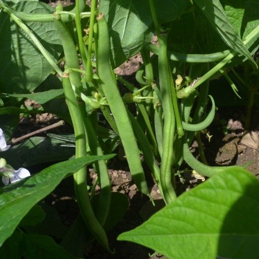 Beans (french Dwarf) Maxi