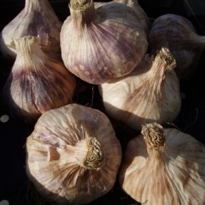 GARLIC