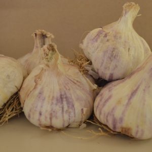 Garlic Germidour