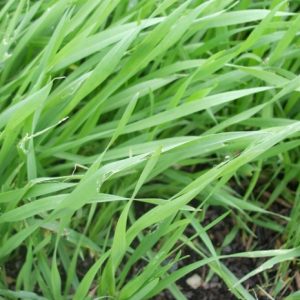 Grazing Rye