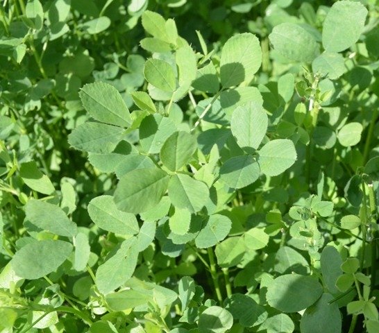 Green Manure Red Clover