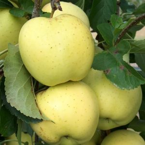 Apple Greensleeves