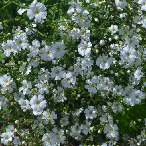 Gypsophila