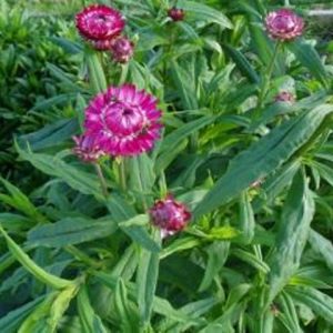 Helichrysum Monstrosum Everlasting