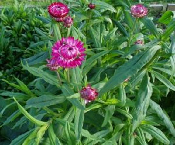 Helichrysum Monstrosum Everlasting