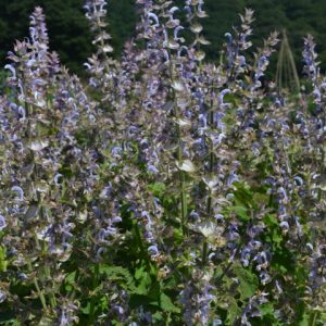Clary Sage