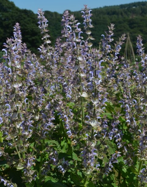 Clary Sage