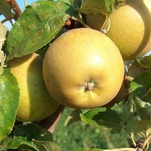 Apple Herefordshire Russet(R)