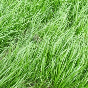 Italian Rye