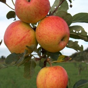 Apple James Grieve