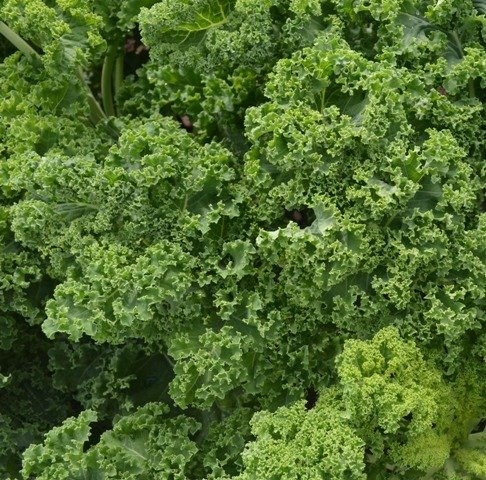 Kale Westland Winter