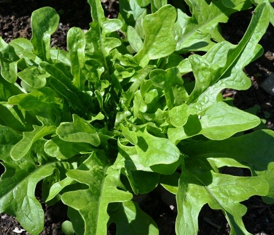 Lettuce Cerbiatta