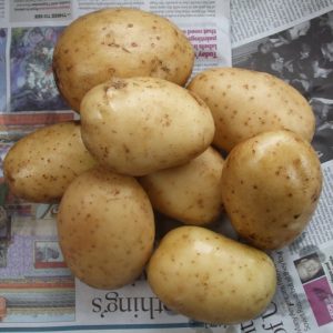 MAIN CROP POTATOES