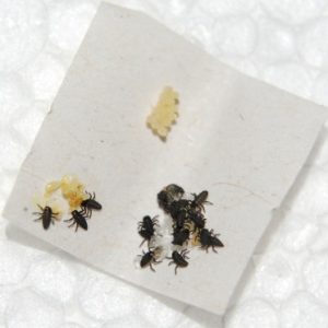 Ladybird Larvae