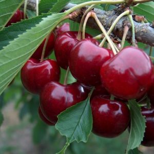 Cherry Lapins