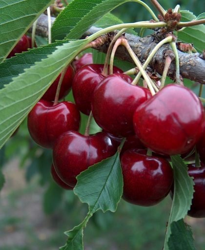 Cherry Lapins