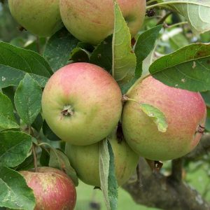 Apple Laxton's Superb