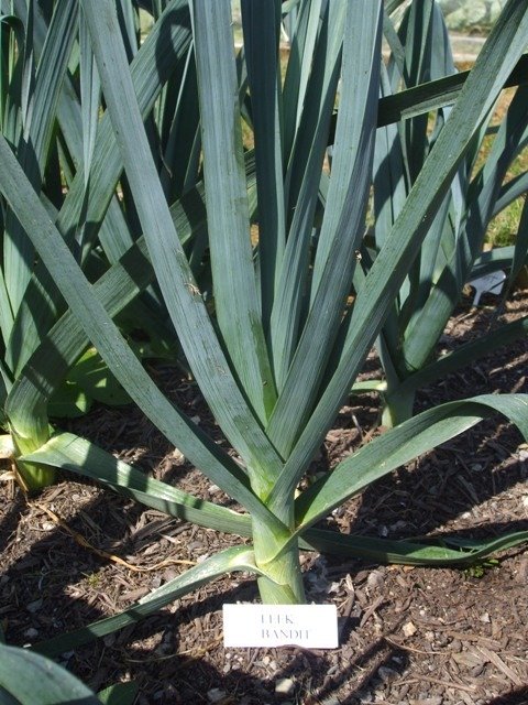 Leek Bandit