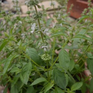 Lemon Basil