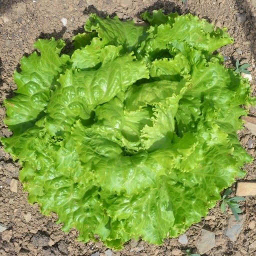 Lettuce Blonde de Paris