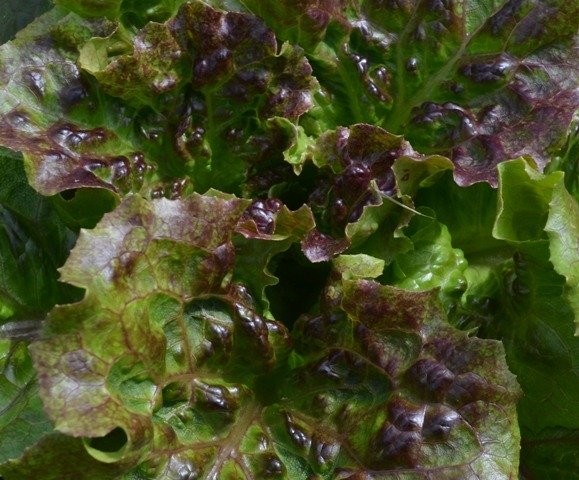 Lettuce Lioba