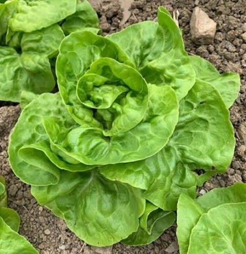 Lettuce May King